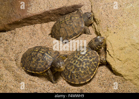 Deserto Hatchling Box tartarughe, (terrapene ornata luteola). Dal Nuovo Messico, Stati Uniti d'America. Foto Stock