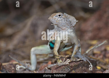 Maggiore del Chihuahuan Earless Lizard, (Cophosaurus texanus scitulus), San Lorenzo Canyon, Socorro Co., New Mexico, negli Stati Uniti. Foto Stock