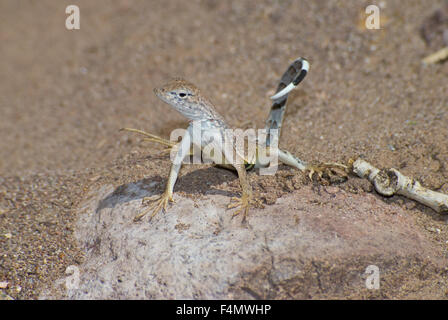 Maggiore del Chihuahuan Earless Lizard, (Cophosaurus texanus scitulus), San Lorenzo Canyon, Socorro Co., New Mexico, negli Stati Uniti. Foto Stock