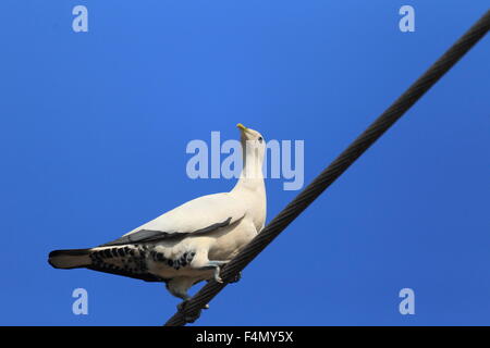 Torresian Piccione imperiale (Ducula spilorrhoa) in Cairns, Australia Foto Stock