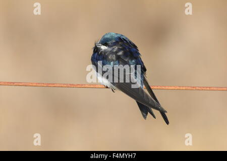 Tree swallow seduto su un filo. Foto Stock