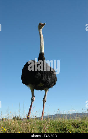 Struzzo maschio, Struthio camelus, sul belvedere Foto Stock