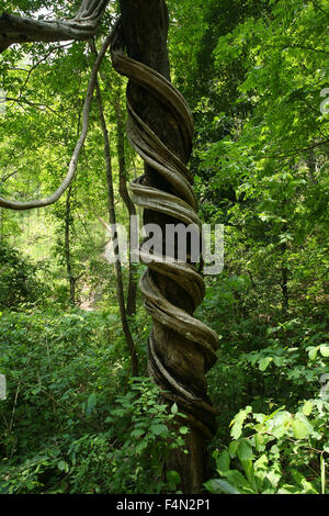 Vite di torsione nel verde della foresta Foto Stock