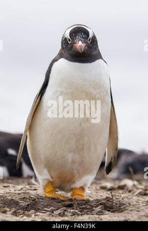 Pinguino Gentoo in piedi dal suo nido di colonia. Isole Falkland. Foto Stock