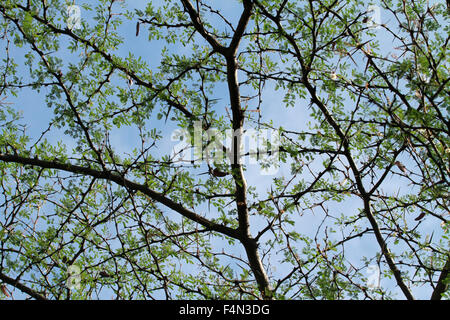 I rami degli alberi con spine Foto Stock