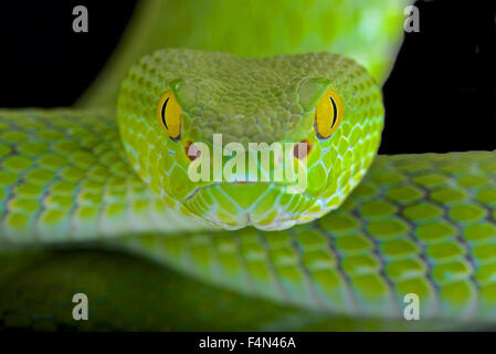 Grande-eyed pitviper (Trimeresurus macrops) Foto Stock