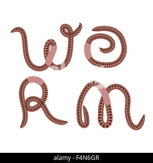 Massa animale Red Worm Foto Stock