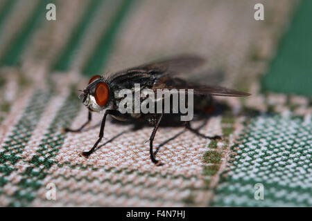 Primo piano - macro shot di Housefly sul tavolo. Foto Stock