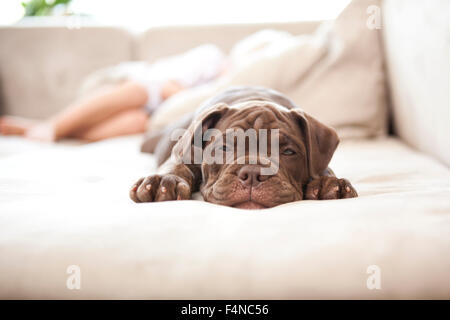 Ritratto di Olde English Bulldogge snoozing sul lettino Foto Stock