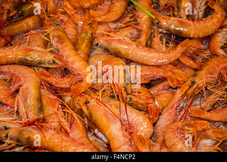 Telaio completo sullo sfondo di un intero fresco Gamberetti rosa Gamberetti o per uso in cucina deliziosa cucina a base di pesce Foto Stock