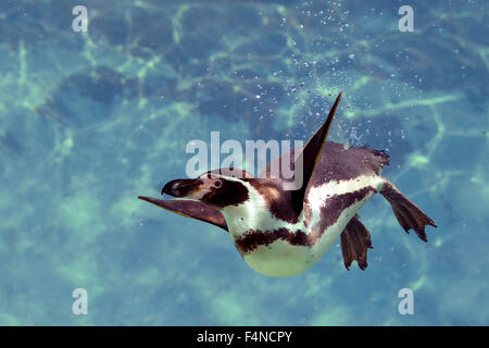 Pinguini Humboldt sotto l'acqua Foto Stock