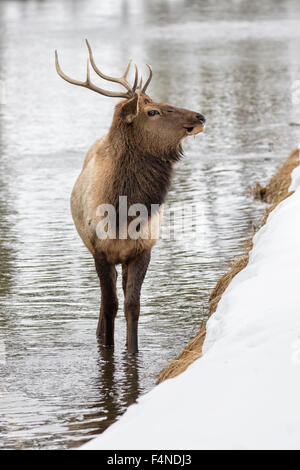 Yellowstone Bull Elk in inverno Foto Stock