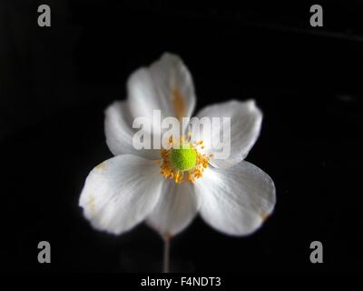 Una ripresa macro di un bianco petaled fiore con un giallo e verde centro, di fronte a uno sfondo nero Foto Stock