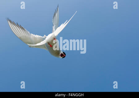 Arctic Tern Sterna paradisaea, adulto, in attacco aggressivo volo interno a farne, Regno Unito in giugno. Foto Stock