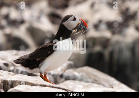 Atlantic Puffin Fratercula arctica, adulto, arroccato sulle rocce con pesce, Isola di fiocco, farne Islands, Northumberland in giugno. Foto Stock