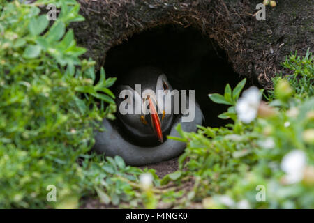 Atlantic Puffin Fratercula arctica, adulto, il peering da scavano, Skellig Rock grande, nella contea di Kerry, Repubblica di Irlanda nel mese di luglio. Foto Stock