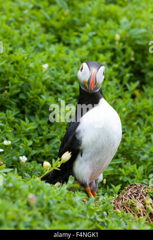 Atlantic Puffin Fratercula arctica, adulto, cercando sulla testa, Skellig Rock grande, nella contea di Kerry, Repubblica di Irlanda nel mese di luglio. Foto Stock