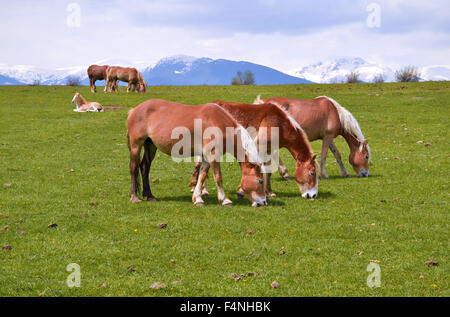 Tre cavalli su pascolo nella splendida giornata di primavera Foto Stock