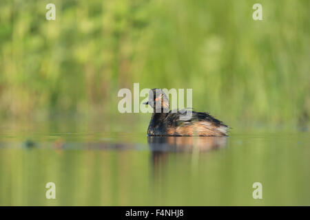 Nero a collo svasso Podiceps nigricollis, adulto, nuoto in acque marsh, Tiszaalpár, Ungheria in giugno. Foto Stock