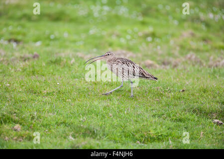 Eurasian Curlew Numenius arquata, adulto, chiamando da prati, Continentale, Isole Shetland Scozia, Regno Unito in giugno. Foto Stock