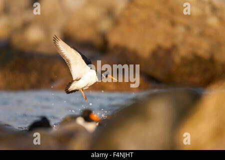 Eurasian oystercatcher Haematopus ostralegus, i capretti in volo, Rosso Wharf Bay, Isola di Anglesey, Regno Unito in gennaio. Foto Stock