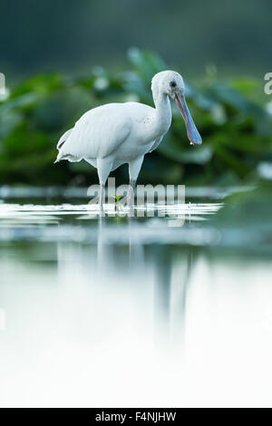 Eurasian spatola Platalea leucorodia, capretti, rovistando nella palude, Tiszaalpár, Ungheria in giugno. Foto Stock