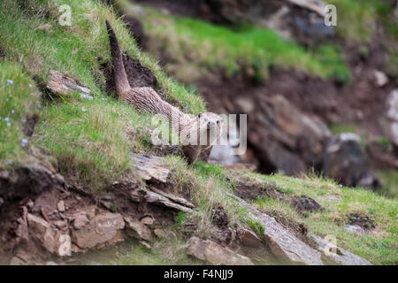 Lontra europea Lutra lutra, alimentazione sulla costa rocciosa, Fetlar, Isole Shetland Scozia, Regno Unito in giugno. Foto Stock