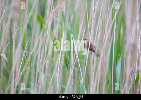 Reed europea trillo Acrocephalus scirpaceus, adulto, arroccato in reedbed, Lakenheath Fen, Suffolk, Regno Unito in giugno. Foto Stock