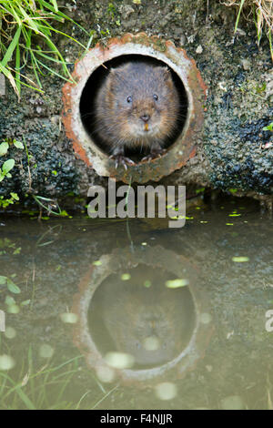 European water vole Arvicola amphibius, con riflessione guardando fuori del tubo, British Centro faunistico, Surrey, Regno Unito in giugno. Foto Stock