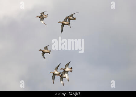 Canapiglia Anas strepera, flock, in volo su Grimley Ghiaia, Worcestershire in settembre. Foto Stock