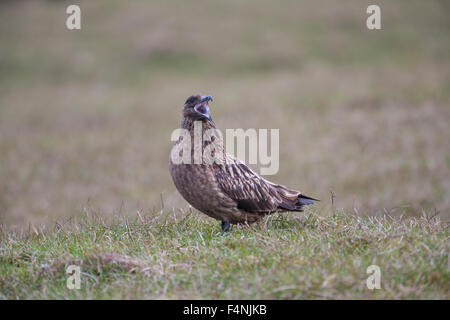 Grande skua Stercorarius skua, adulto, visualizzazione sulla brughiera, Hermaness, isole Shetland, Regno Unito in giugno. Foto Stock