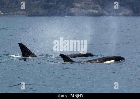 KIller Whale Orcinus orca, coppia, nuotare nelle acque in prossimità di Ponta Delgada, São Miguel, Azzorre in aprile. Foto Stock