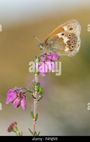 Grande heath Coenonympha tullia davus, imago, sono ' appollaiati su Cross-lasciava heath, Meathop Moss, Cumbria, Regno Unito in luglio. Foto Stock