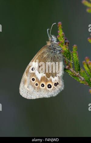 Grande heath Coenonympha tullia darvus, imago, sono ' appollaiati su heather, Meathop Moss, Cumbria, Regno Unito in luglio. Foto Stock