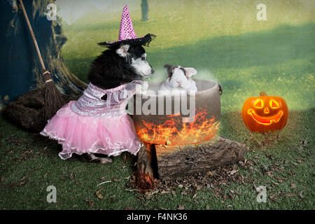 Un comico Halloween immagine di un Nero terrier cane fingendo di cucinare un coniglio bianco in una pentola (nessun animale è stato ferito ) Foto Stock