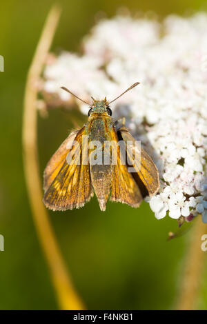 Lulworth skipper Thymelicus acteon, femmina, appollaiato sul fiore, Durlston Country Park, Regno Unito, Dorset in luglio. Foto Stock