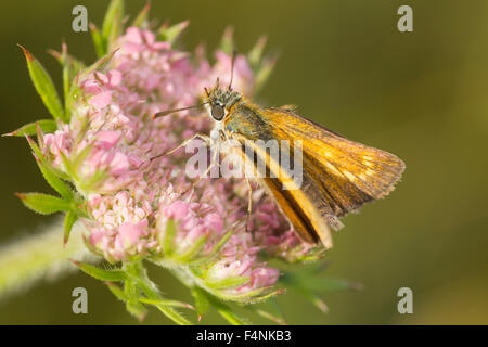 Lulworth skipper Thymelicus acteon, femmina, appollaiato su carota selvatica Daucus carota, Durlston Country Park, Dorset, Regno Unito in luglio. Foto Stock