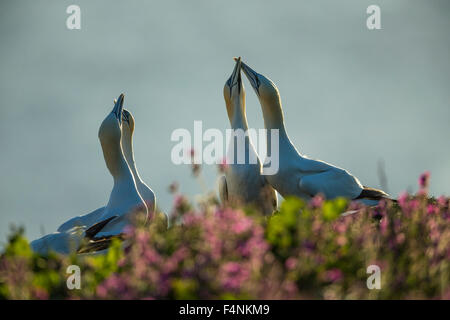 Northern gannet Morus bassanus, due coppie di adulti, visualizzazione a Colonia, Bempton Cliffs, East Riding of Yorkshire, Regno Unito in giugno. Foto Stock