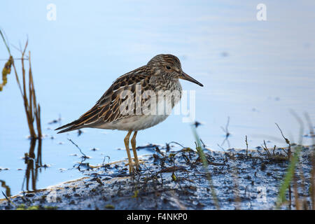 Pectoral Sandpiper Calidris melanotos, capretti, guadare in piscina, abbassare Mori, St.Mary's, isole Scilly, Regno Unito nel mese di settembre. Foto Stock