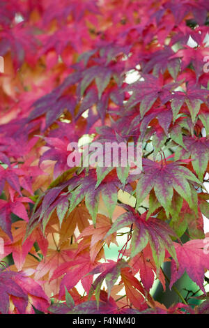 Acer. Colori dell'autunno. Foto Stock