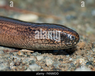 Ritratto di blindworm strisciante, Anguis fragilis. Foto Stock