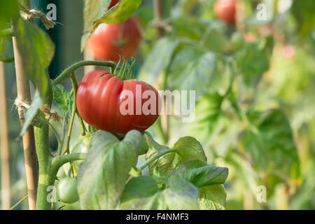 Rosa di pomodoro Brandywine maturazione sulla vite Foto Stock