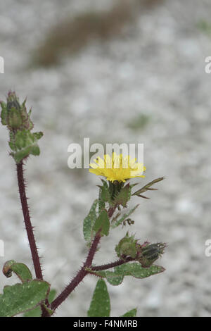 Helminthotheca echioides, ispido Oxtongue, cresce su terreni incolti, Surrey, Regno Unito. Luglio. Foto Stock