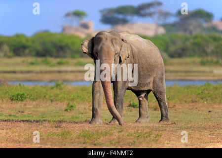 Il governo dello Sri Lanka Elephant (Elephas maximus maximus), adulto maschio, foraggio, Yala National Park, Sri Lanka Foto Stock