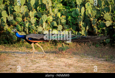 Peafowl indiano (Pavo cristatus), adulto maschio, Bundala National Park, Sri Lanka Foto Stock