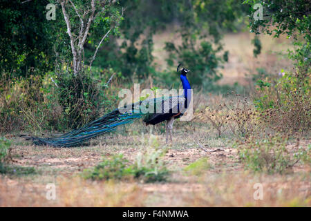 Peafowl indiano (Pavo cristatus), adulto maschio, Bundala National Park, Sri Lanka Foto Stock