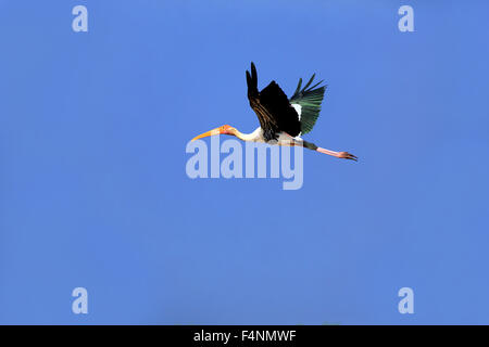 Dipinto di Stork (Mycteria leucocephala), Adulto, volare, cielo blu, Udawalawe parco nazionale dello Sri Lanka Foto Stock