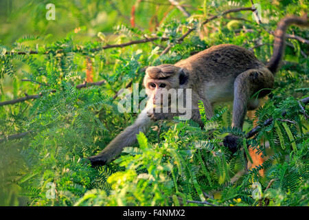 Toque macaque (Macaca sinica), Adulto su un albero, mangiare, Yala National Park, Sri Lanka Foto Stock