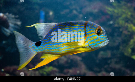 Lutiano Sailfin (Symphorichthys spilurus), captive Foto Stock