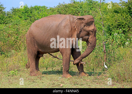 Il governo dello Sri Lanka Elephant (Elephas maximus maximus), Adulto, maschio, utilizzando una bacchetta come strumento, Udawalawe parco nazionale dello Sri Lanka Foto Stock